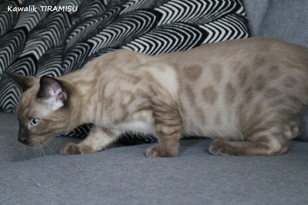 bengal seal mink solid